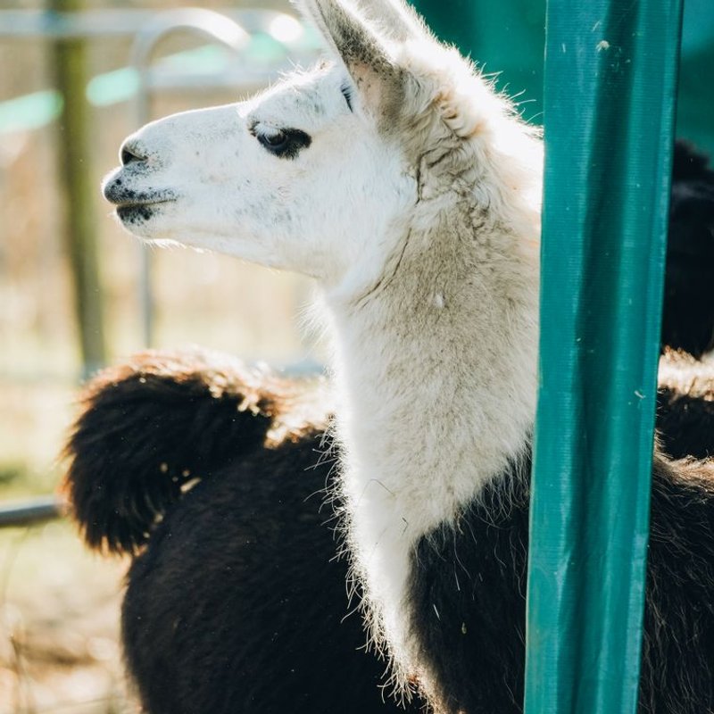 Lama - photo galerie 4