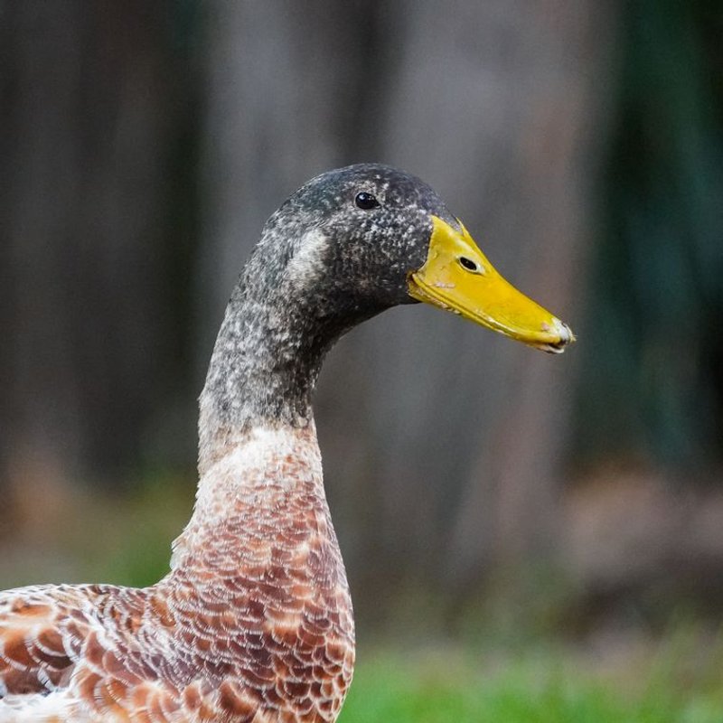 Canard coureur indien - photo galerie 3