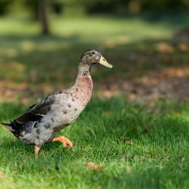 Canard coureur indien - photo galerie 2