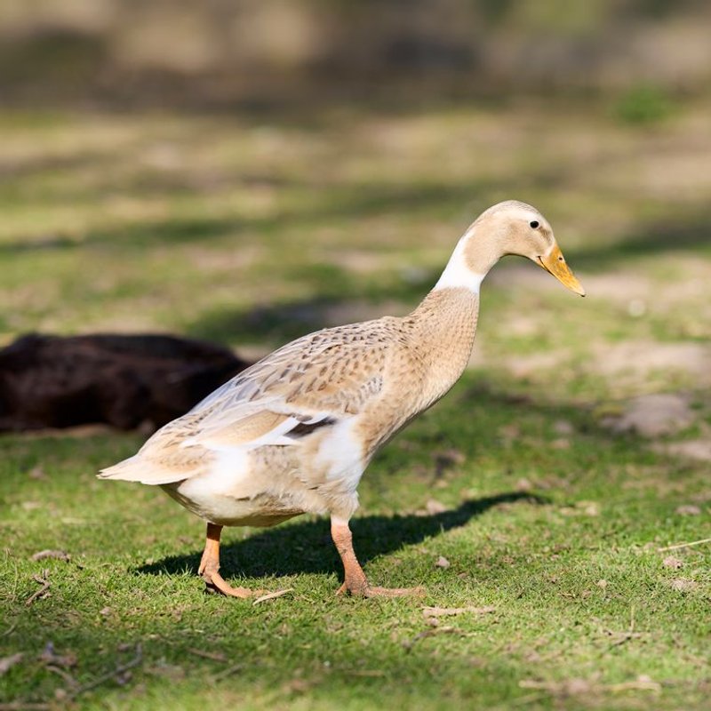 Canard coureur indien - photo galerie 1
