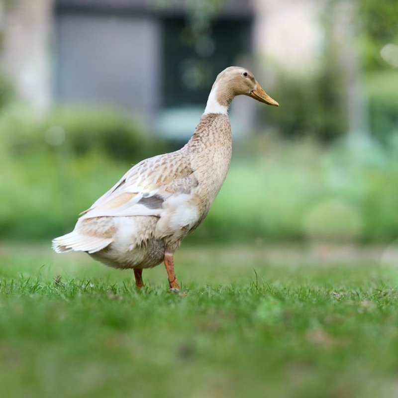 Canard coureur indien - photo galerie 4