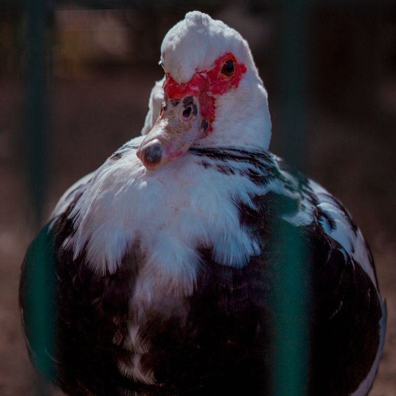 Canard de Barbarie - photo galerie 4