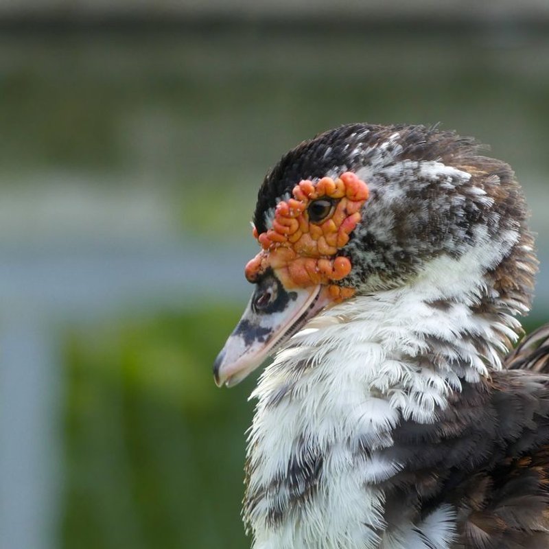 Canard de Barbarie - photo galerie 3
