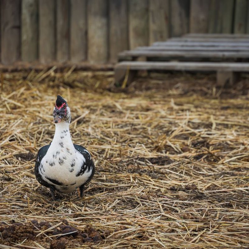 Canard de Barbarie - photo galerie 1