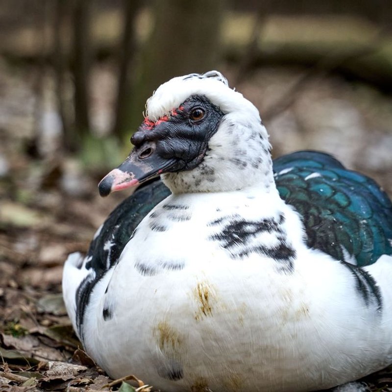 Canard de Barbarie - photo galerie 2