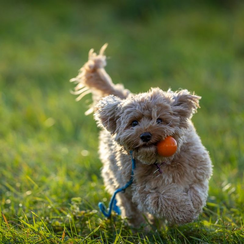 Cavapoo - photo galerie 1