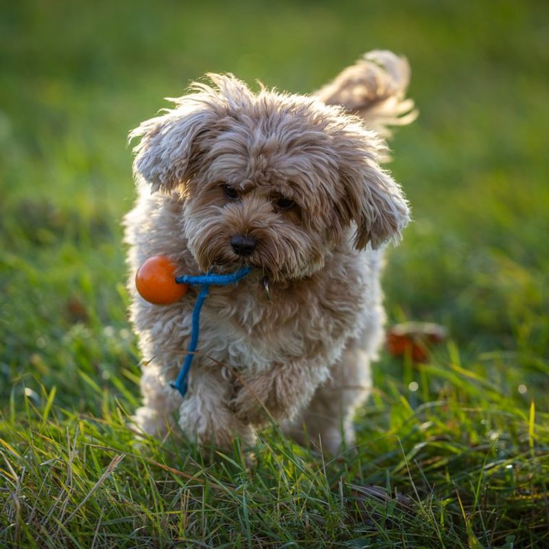Cavapoo - photo galerie 3