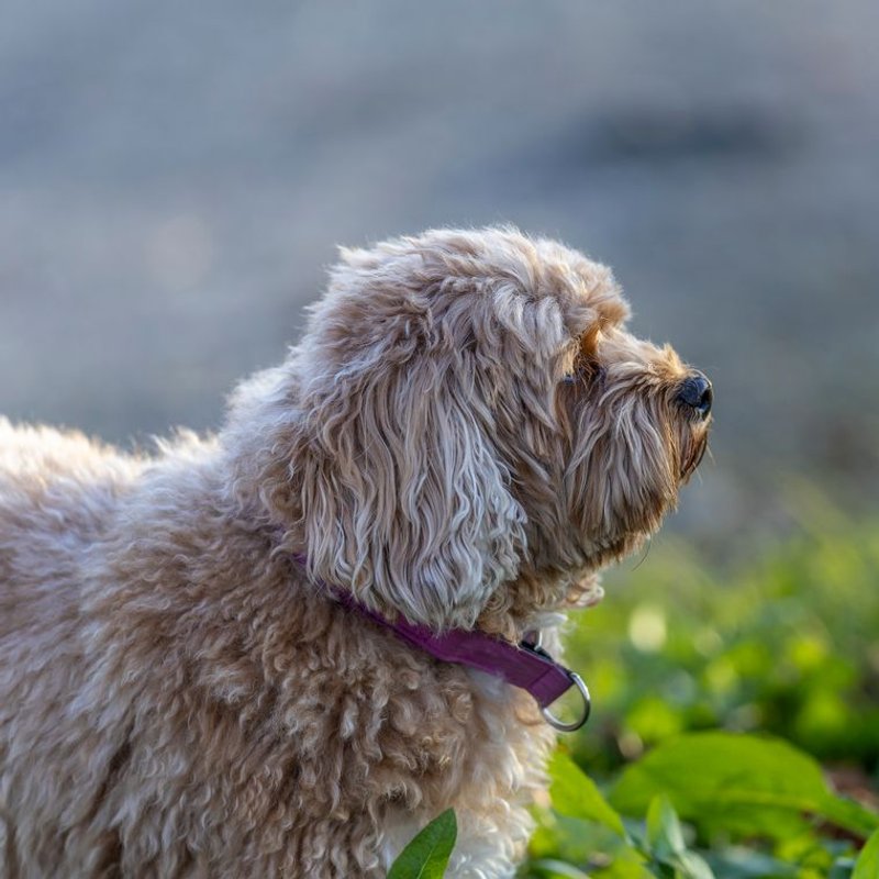 Cavapoo - photo galerie 4