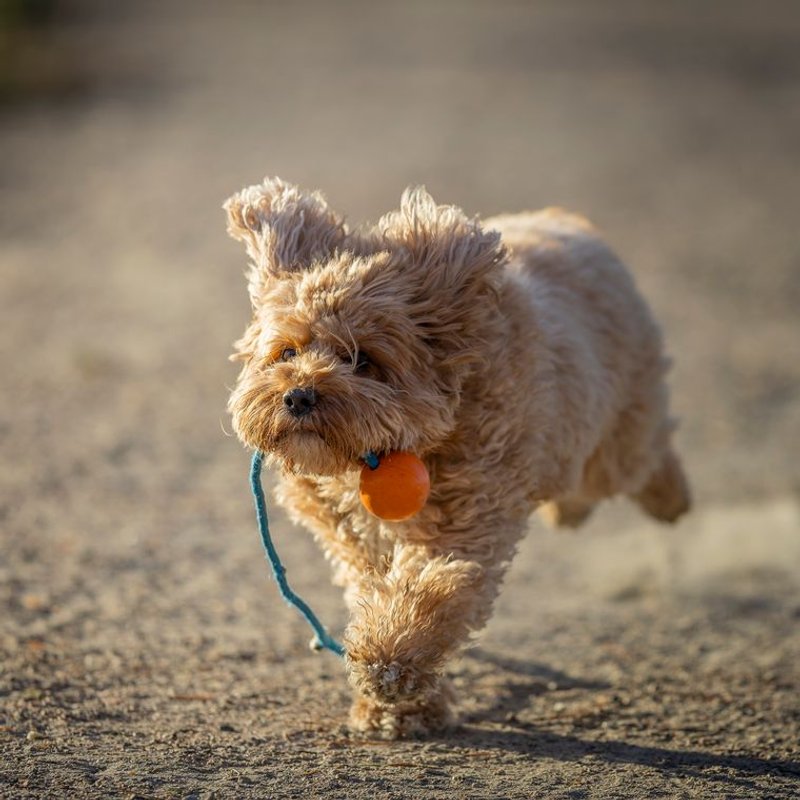 Cavapoo - photo galerie 2