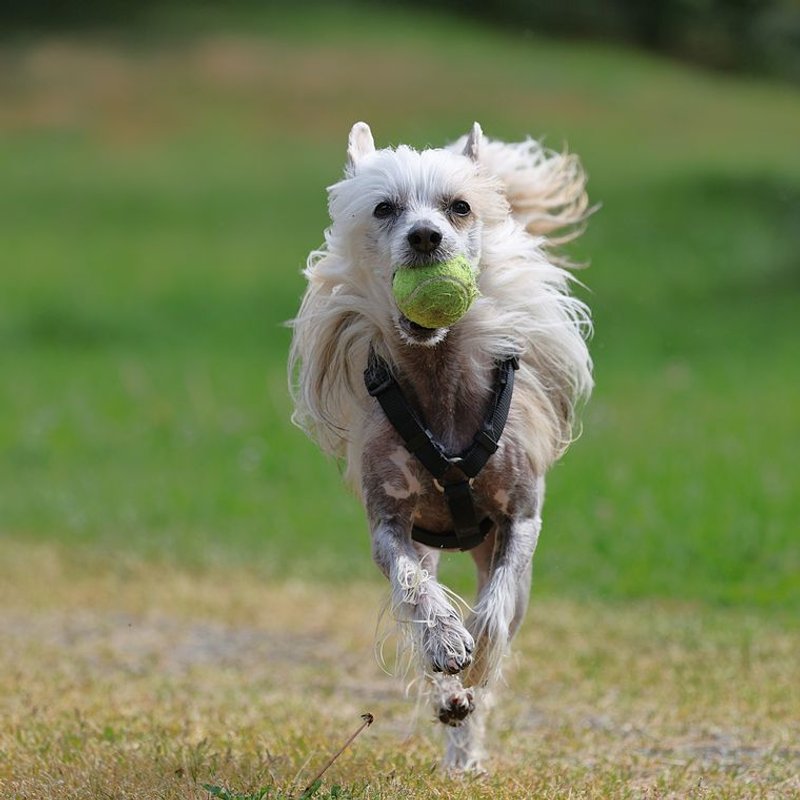 Chien Chinois à Crête - photo galerie 3