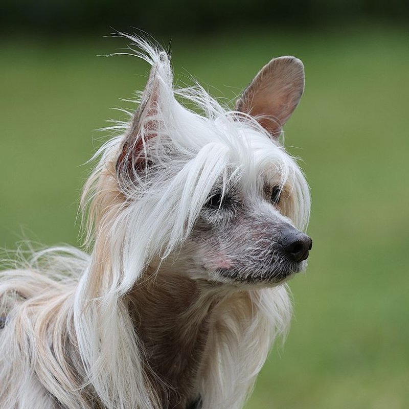 Chien Chinois à Crête - photo galerie 4