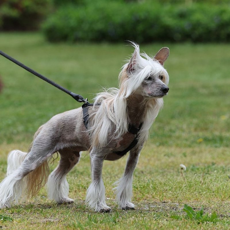 Chien Chinois à Crête - photo galerie 2