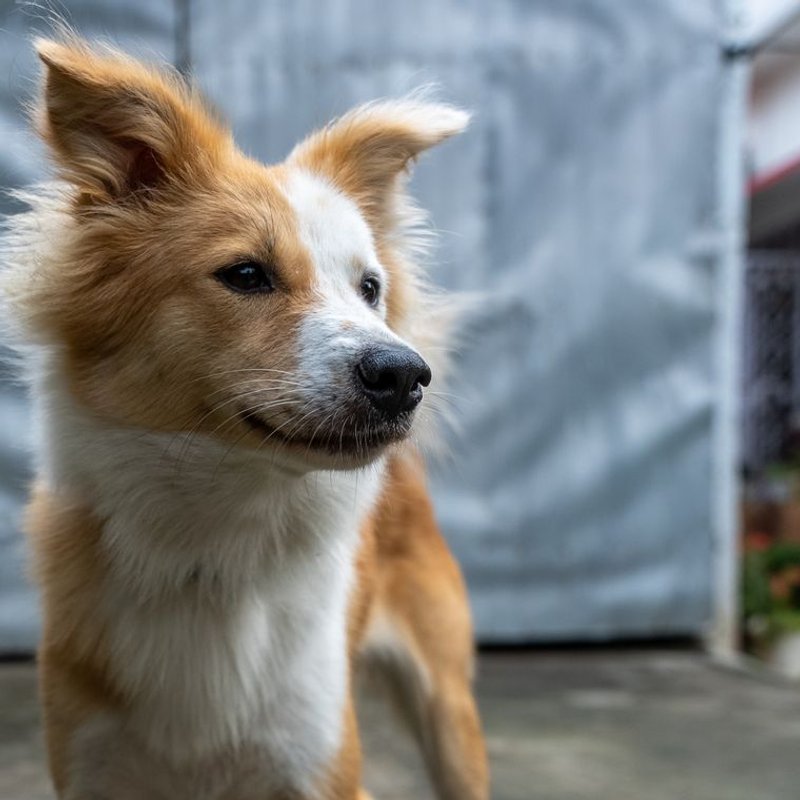 Chien de Berger Islandais - photo galerie 2