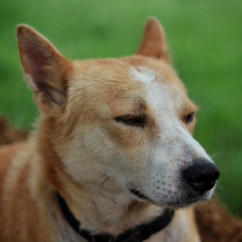 Chien de Canaan - photo galerie 2