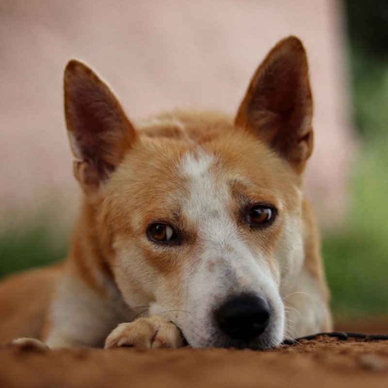 Chien de Canaan - photo galerie 4