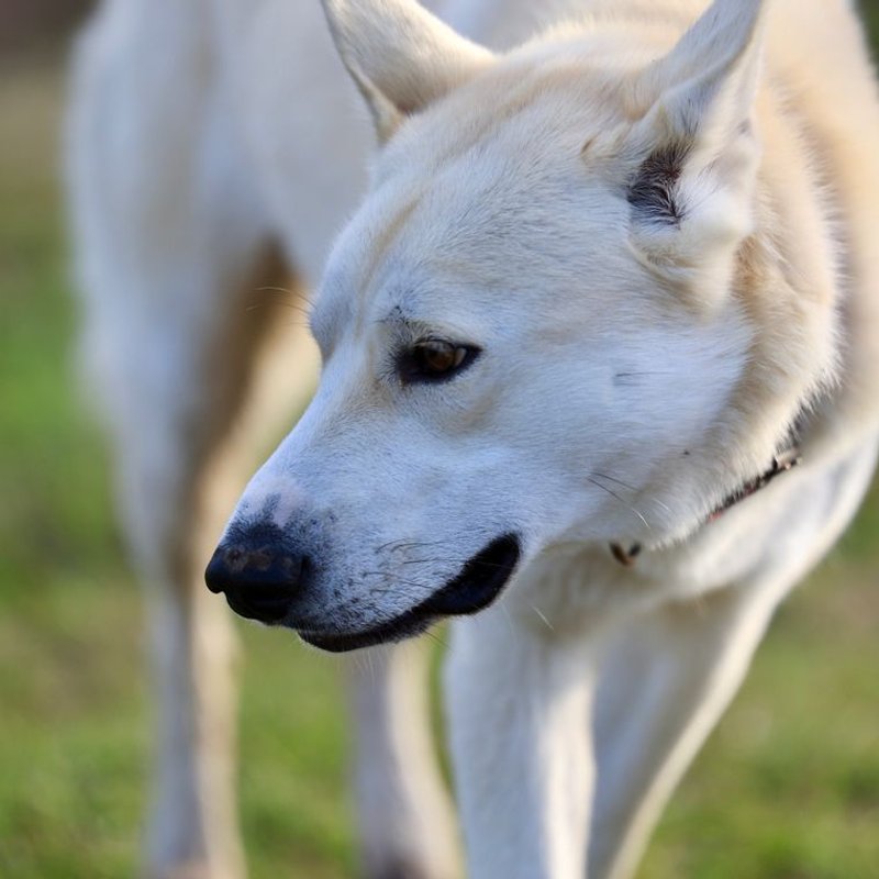 Chien de Canaan - photo galerie 3