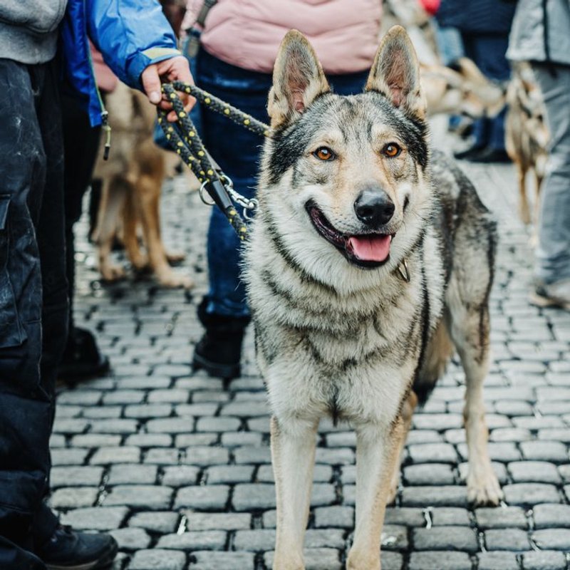 Chien-Loup Tchécoslovaque - photo galerie 3