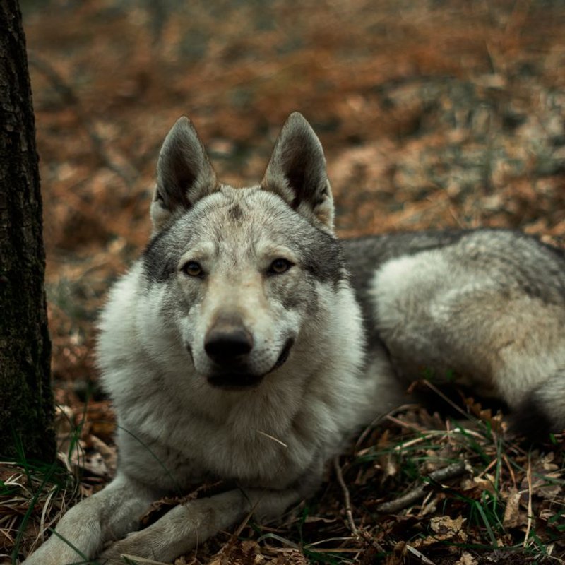 Chien-Loup Tchécoslovaque - photo galerie 1