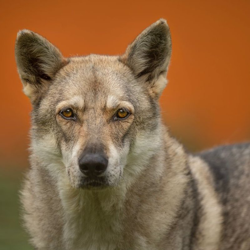 Chien-Loup Tchécoslovaque - photo galerie 2