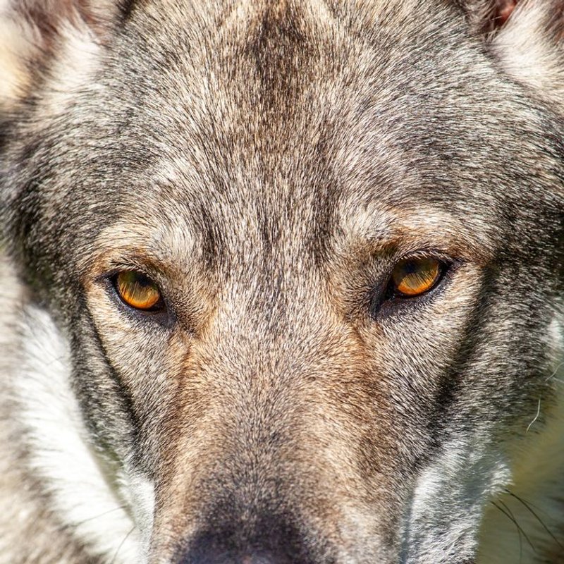 Chien-Loup Tchécoslovaque - photo galerie 4