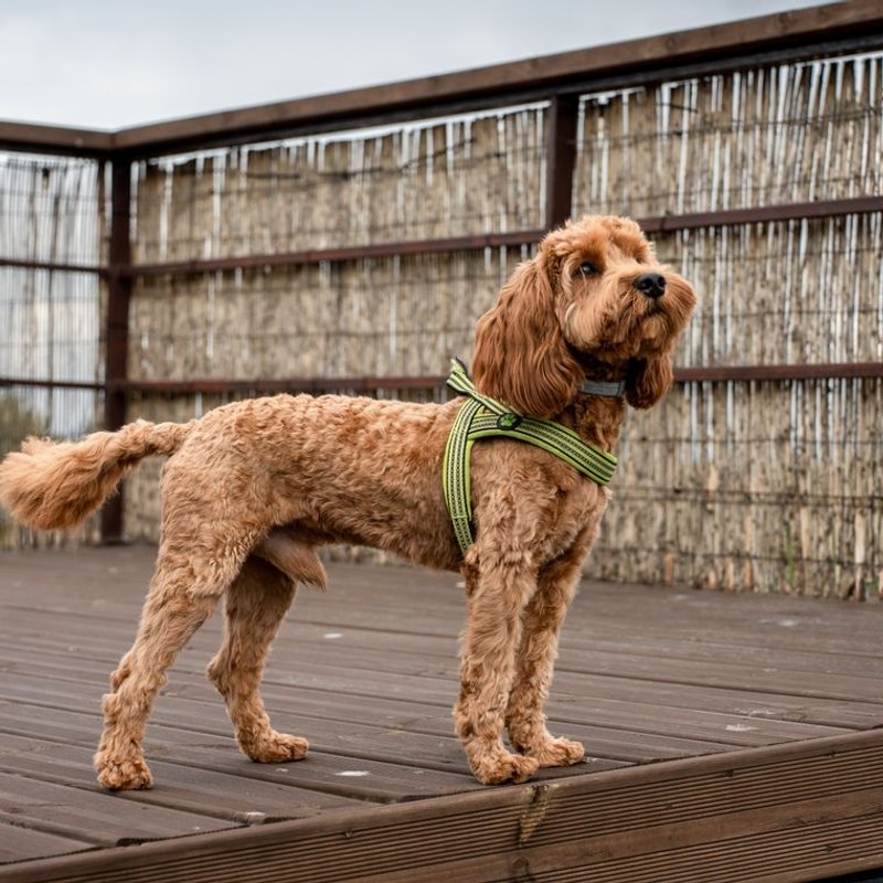 Cockapoo - photo galerie 2