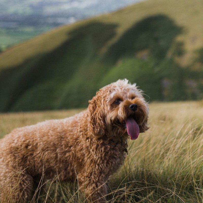 Cockapoo - photo galerie 1