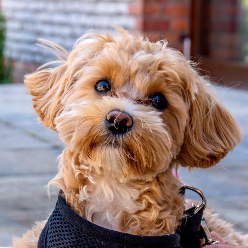 Cockapoo - photo galerie 4