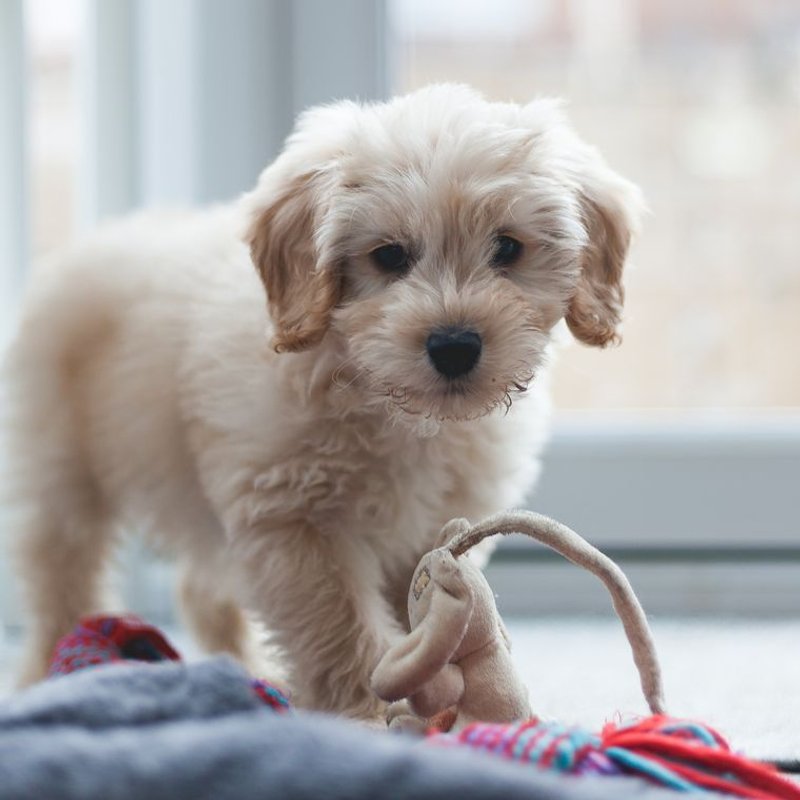 Cockapoo - photo galerie 3