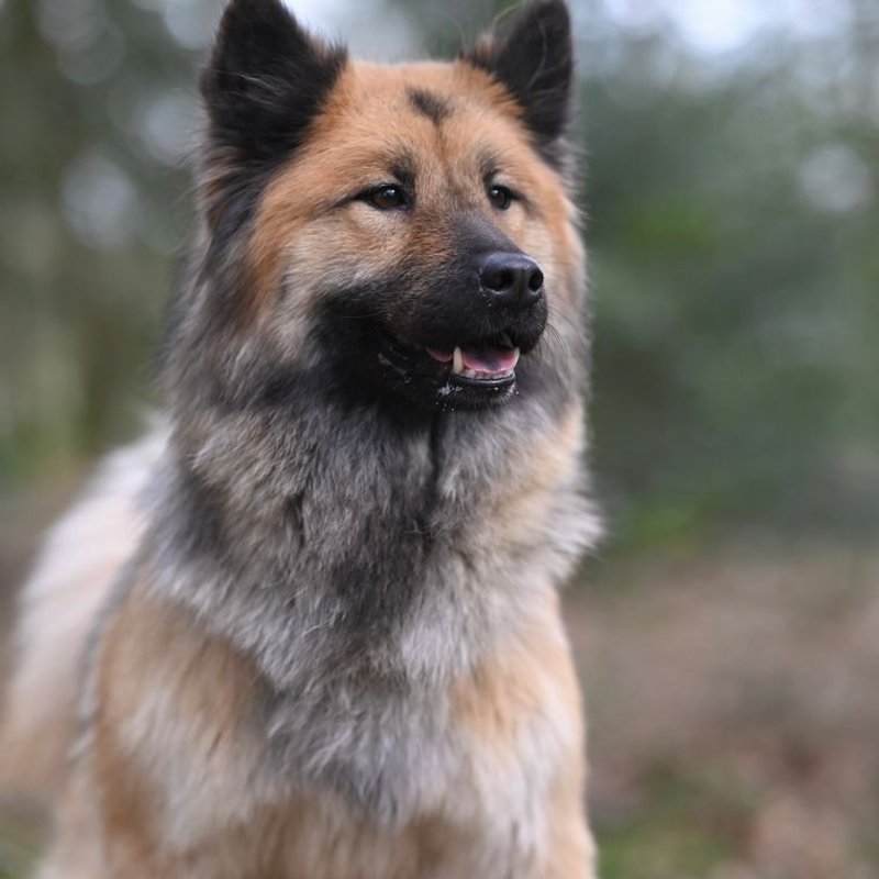 Eurasier - photo galerie 4