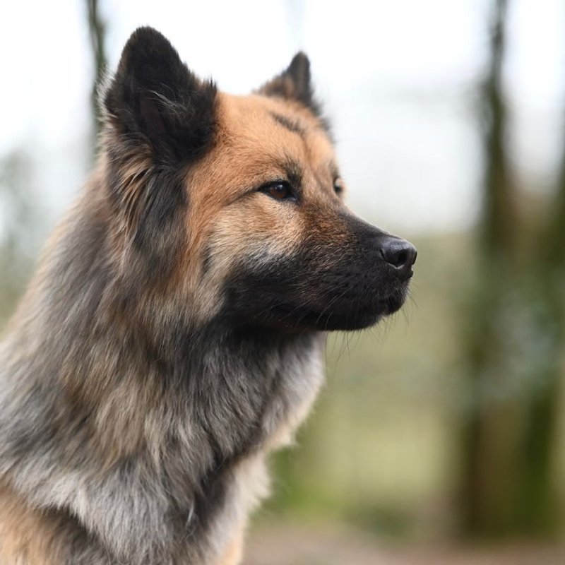 Eurasier - photo galerie 3