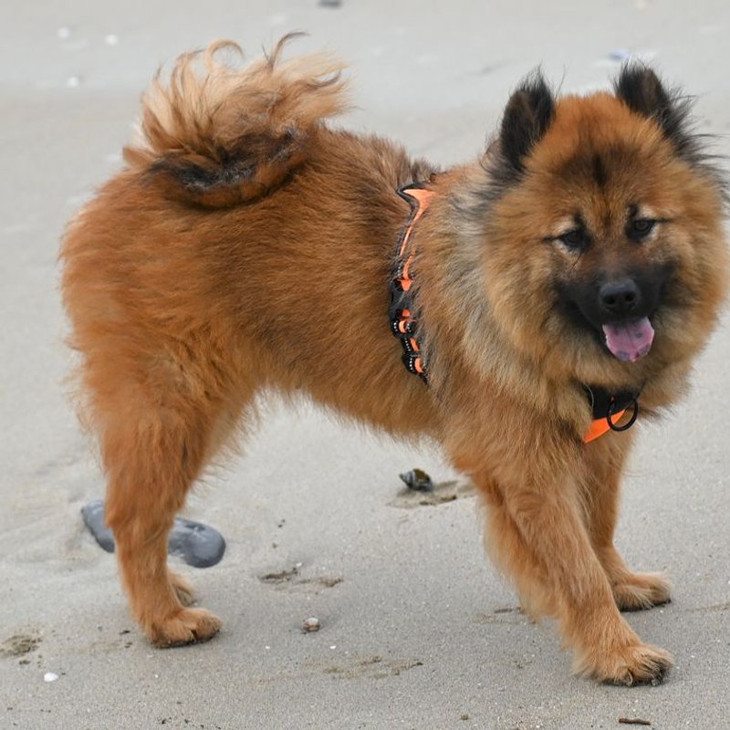 Eurasier - photo galerie 1
