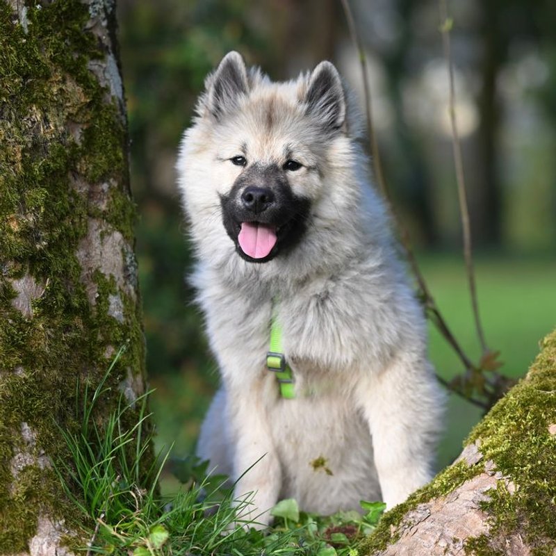 Eurasier - photo galerie 2