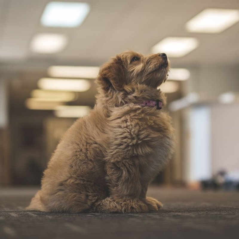 Goldendoodle - photo galerie 1