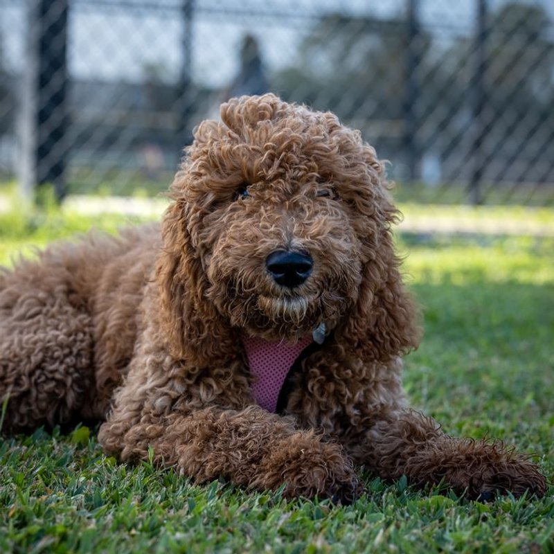 Goldendoodle - photo galerie 3