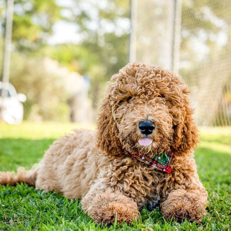 Goldendoodle - photo galerie 4
