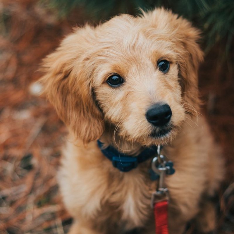 Goldendoodle - photo galerie 2