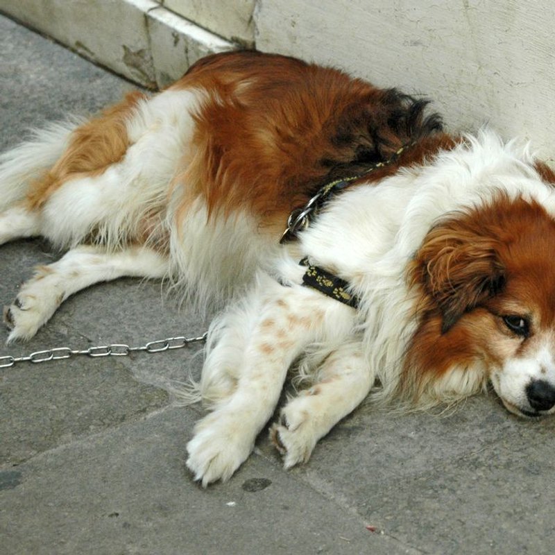 Kooikerhondje - photo galerie 2