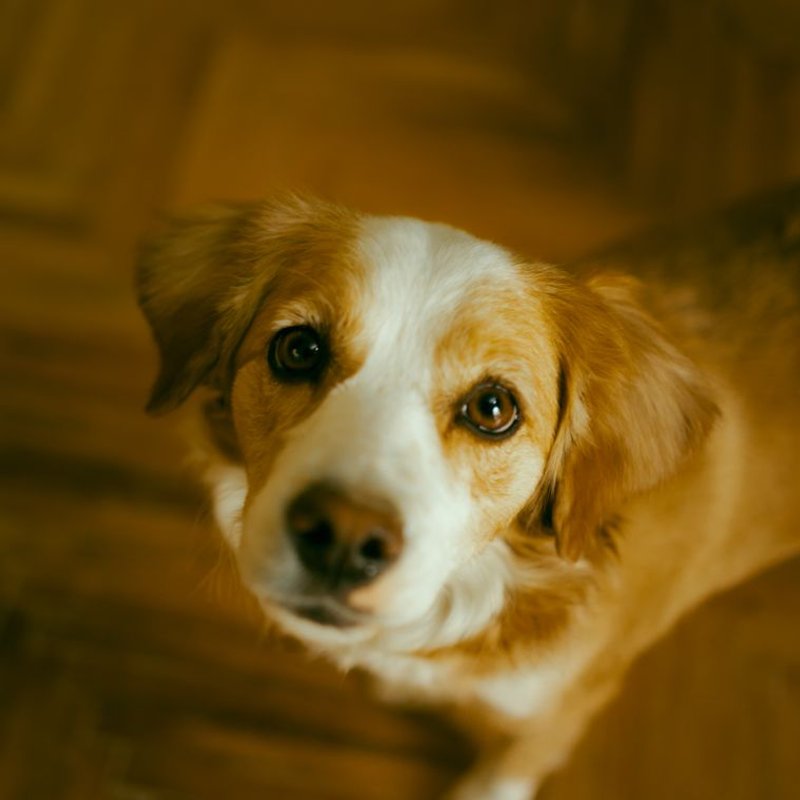Kooikerhondje - photo galerie 3