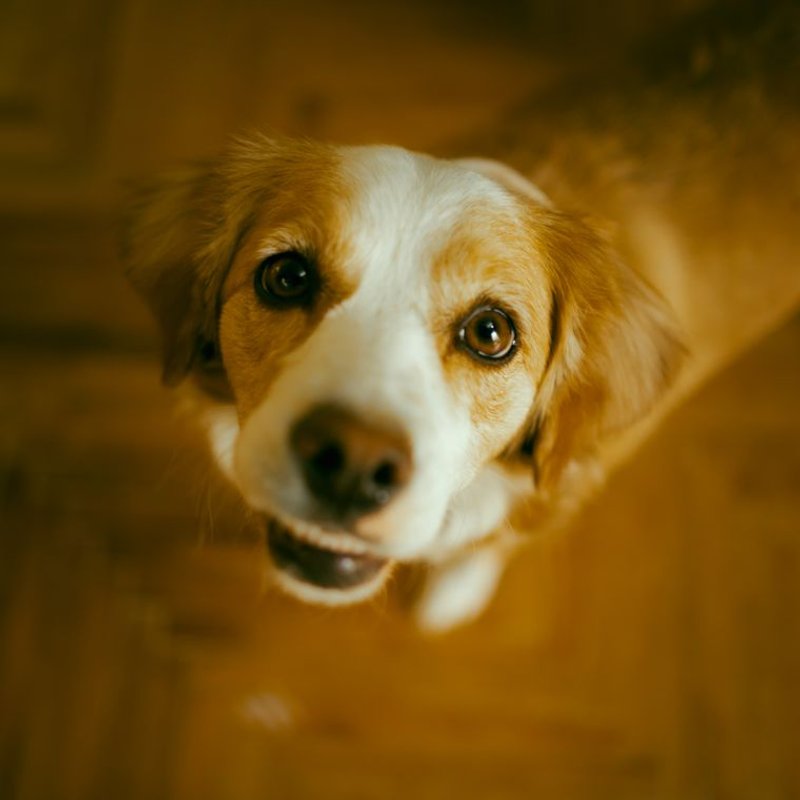 Kooikerhondje - photo galerie 4