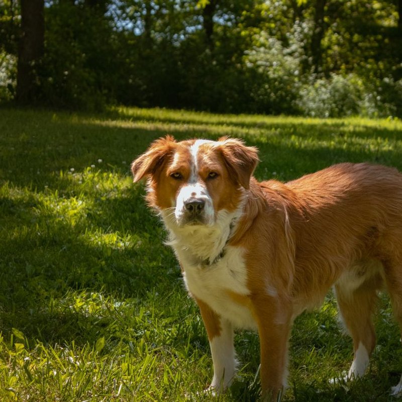 Kooikerhondje - photo galerie 1