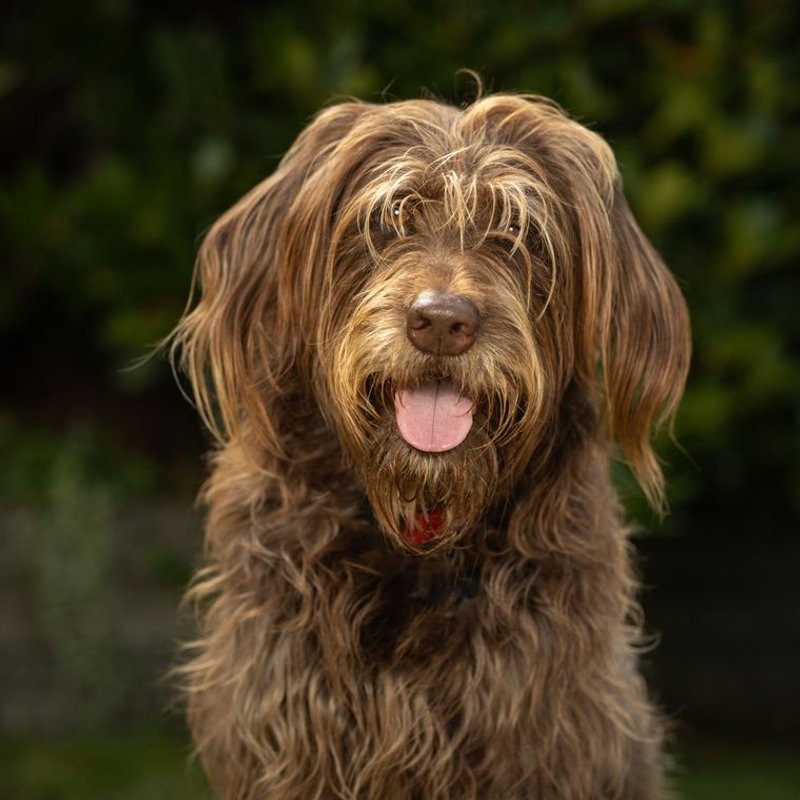 Labradoodle - photo galerie 3