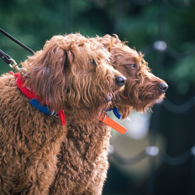 Labradoodle - photo galerie 4