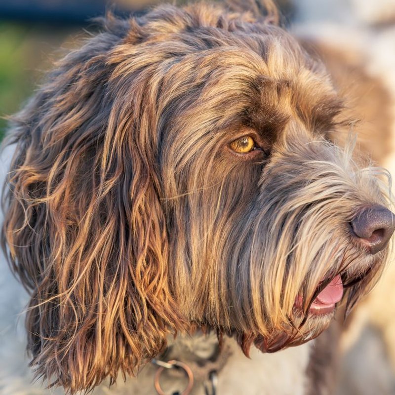 Labradoodle - photo galerie 2