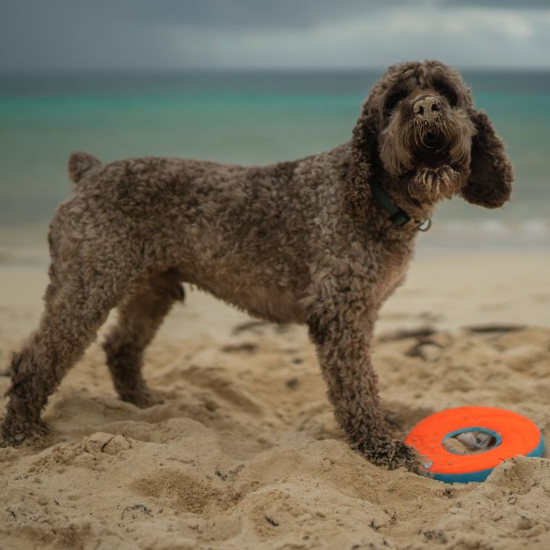 Lagotto Romagnolo - photo galerie 2