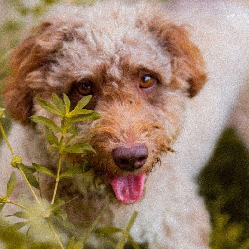 Lagotto Romagnolo - photo galerie 3