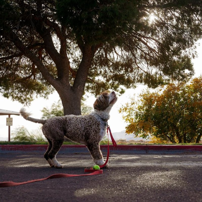 Lagotto Romagnolo - photo galerie 1