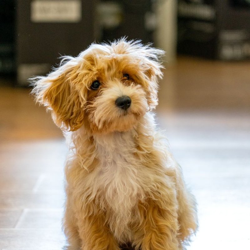 Maltipoo - photo galerie 2
