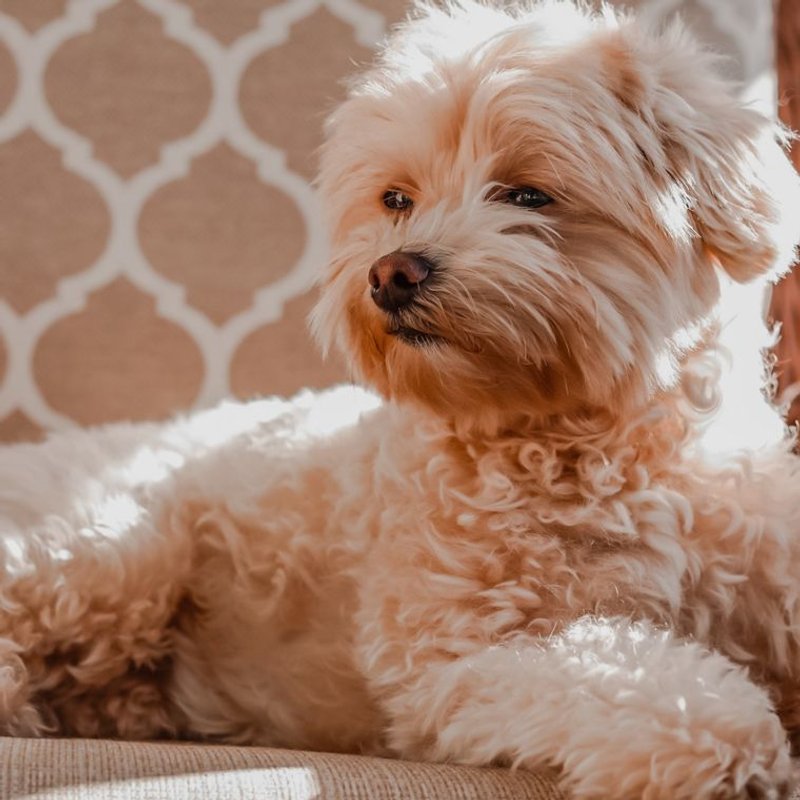Maltipoo - photo galerie 3