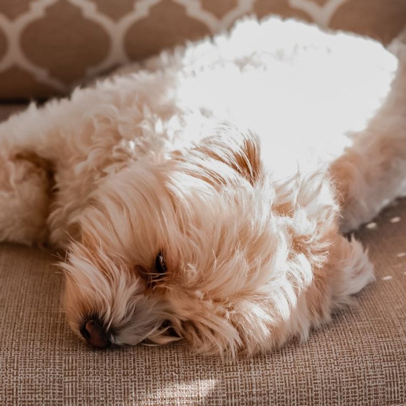 Maltipoo - photo galerie 1