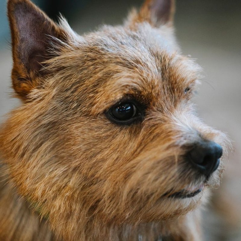 Norwich Terrier - photo galerie 3